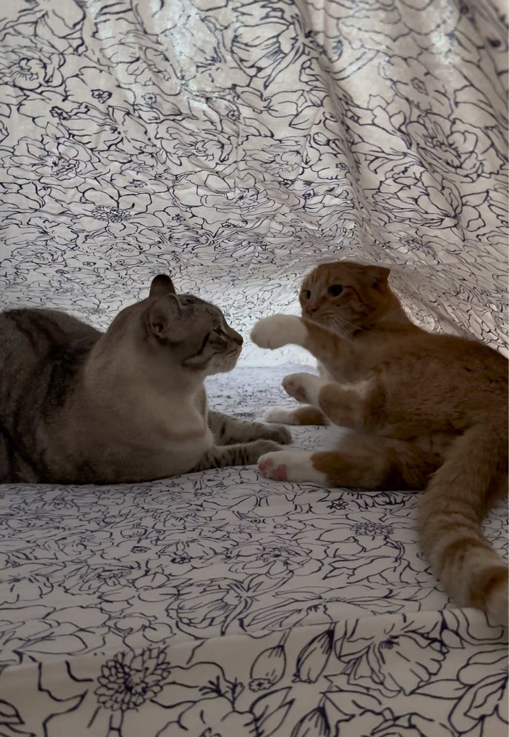 @furtastic4cats