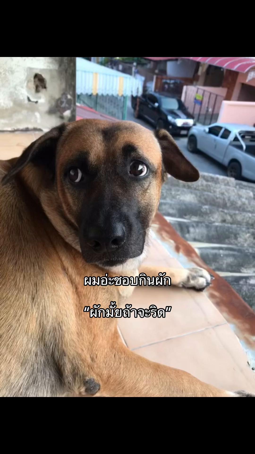 @เธรด ทุกอย่าง.