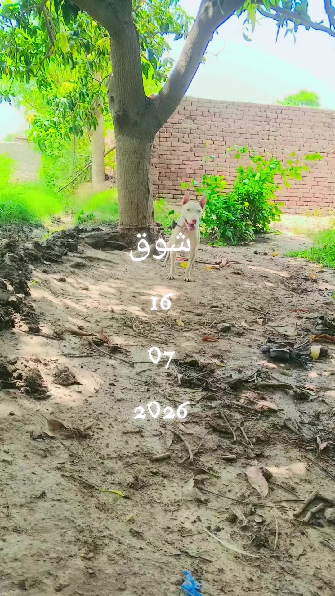 @Chano khan