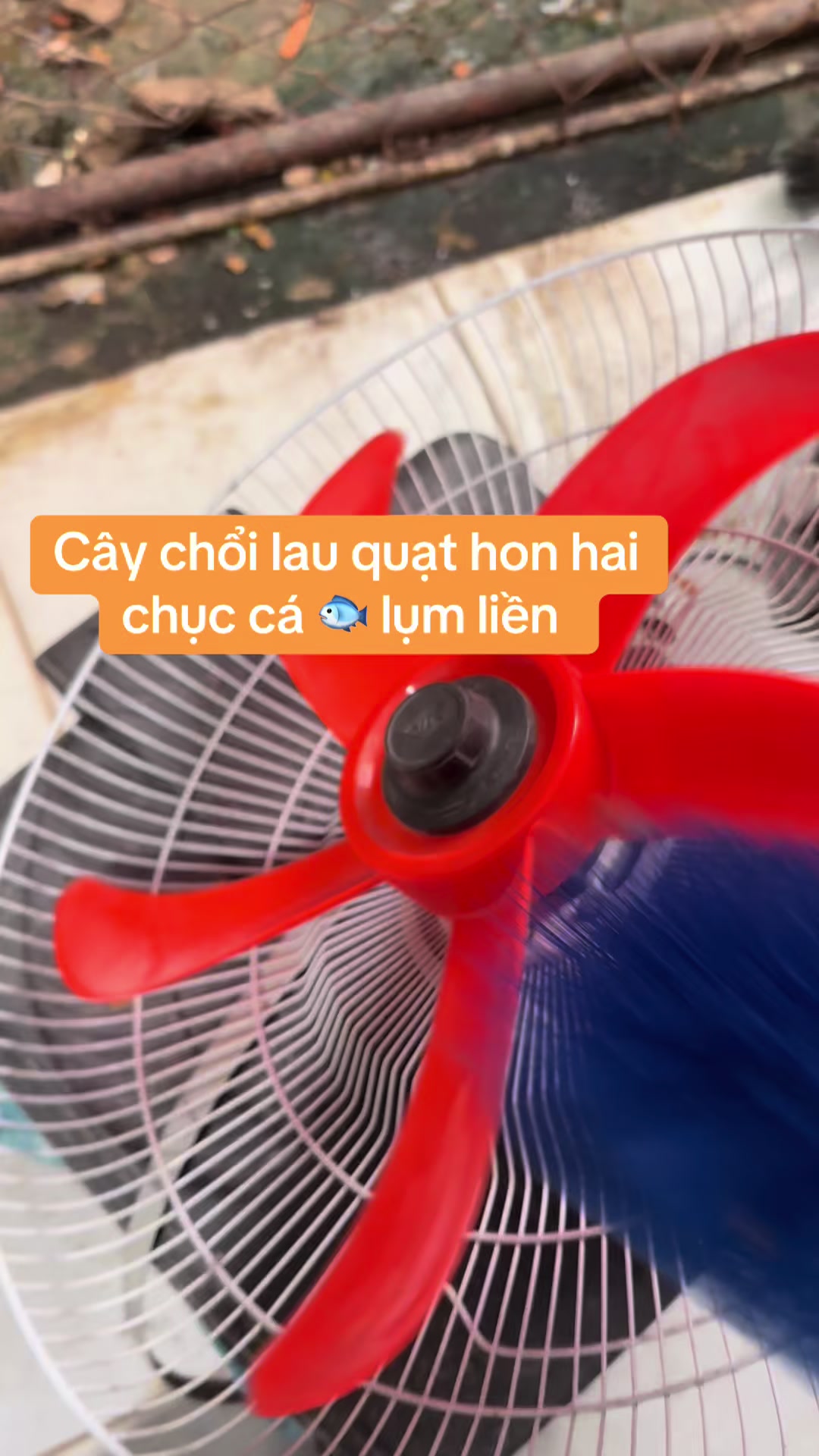 @lethiphuongdiem0