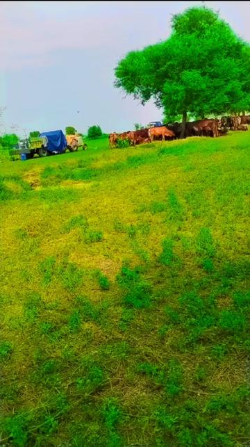 @اعجاز جلوکا مروٹ 334 H,R