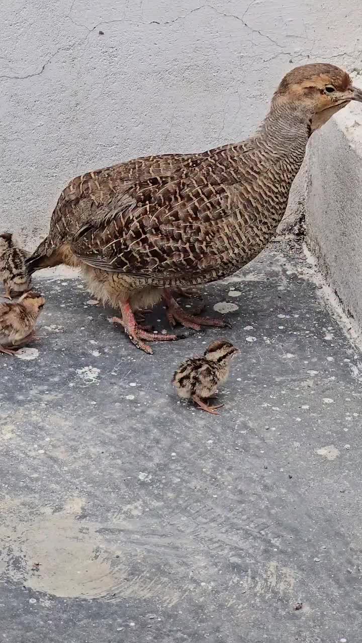 @Birds Lover