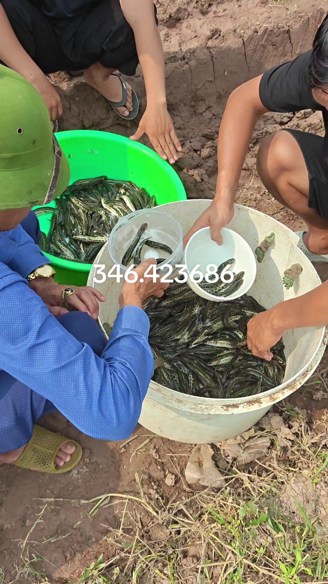 @Cá Chuối Hoa