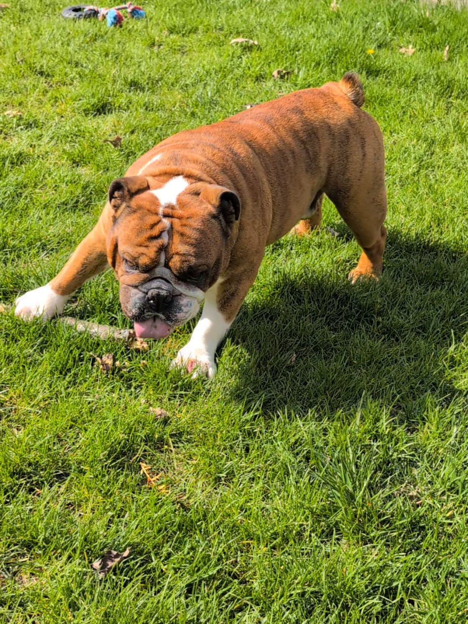 @Vinny The Bulldog