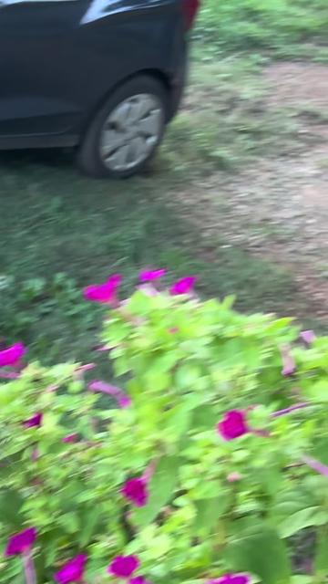 @Country_for_life
