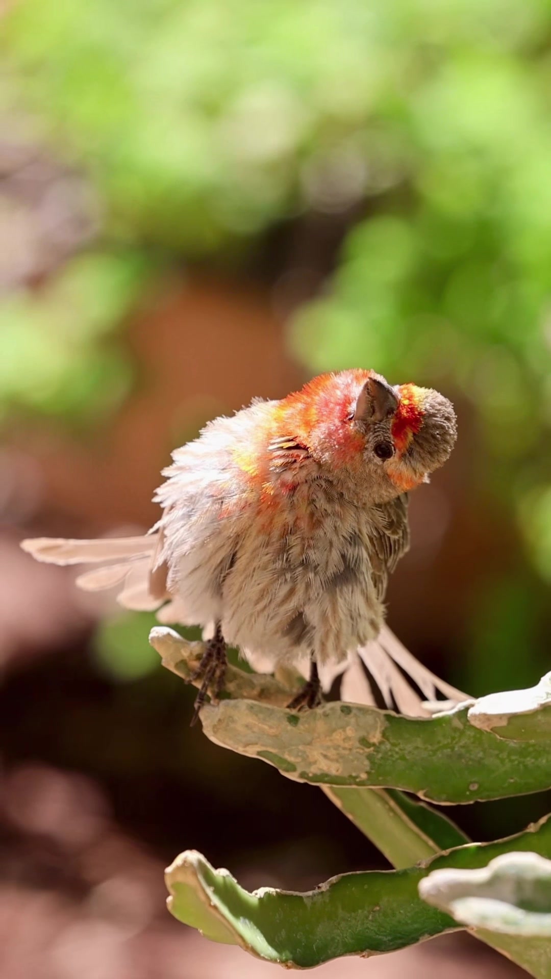 @ASMR Nature Love