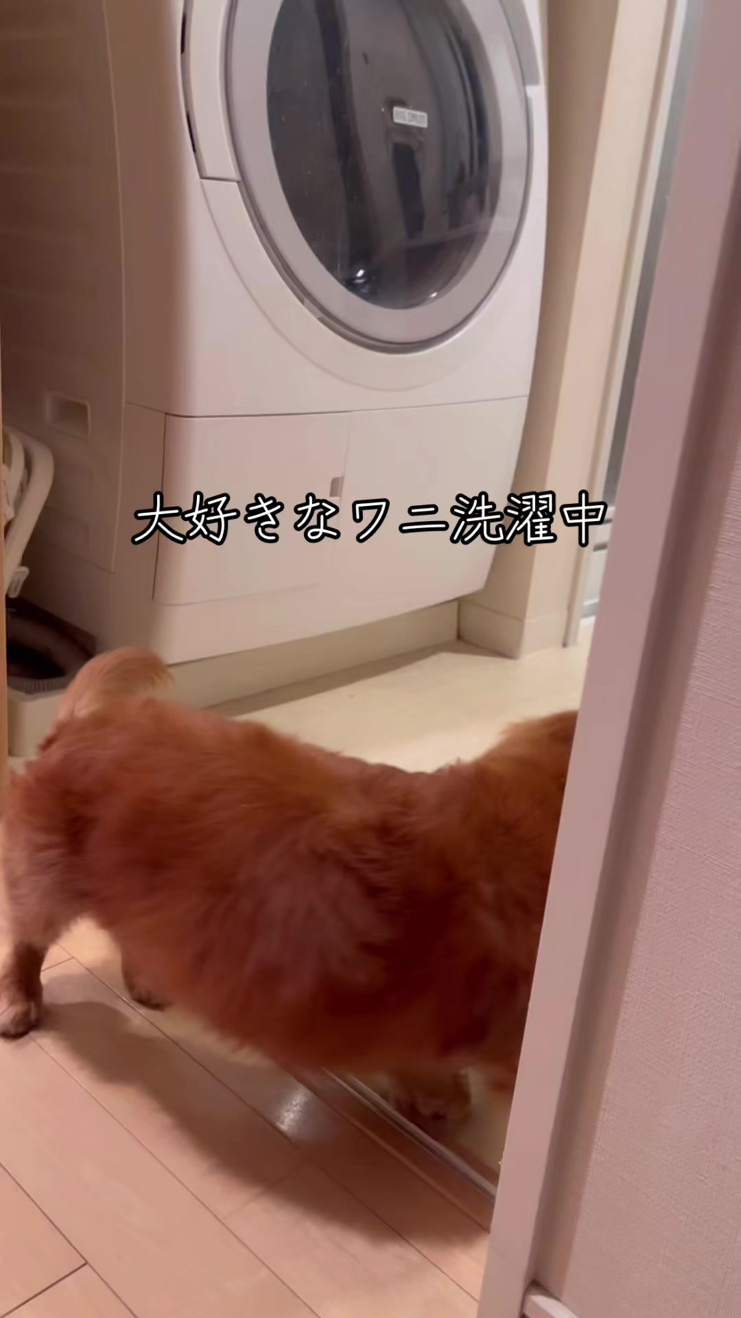 @しばいぬ
