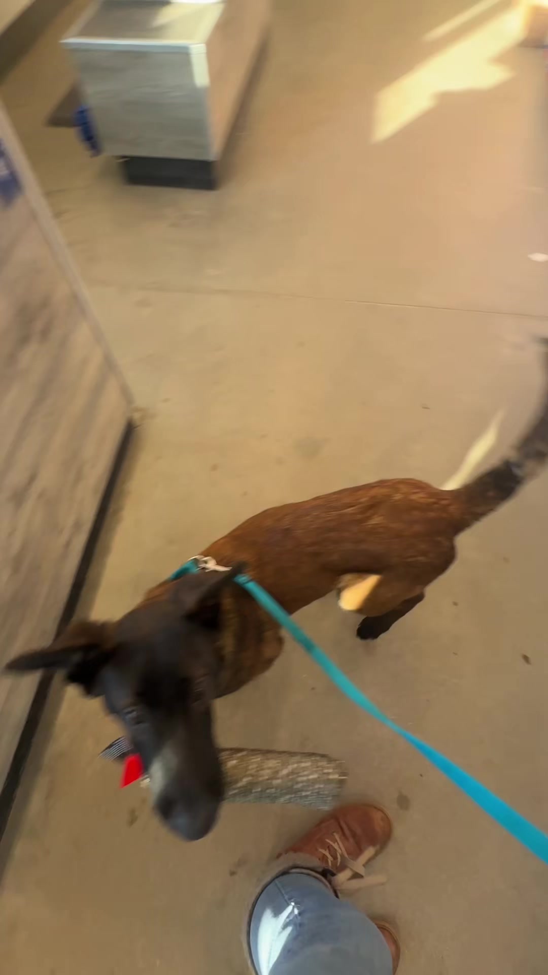 @Aim Canine