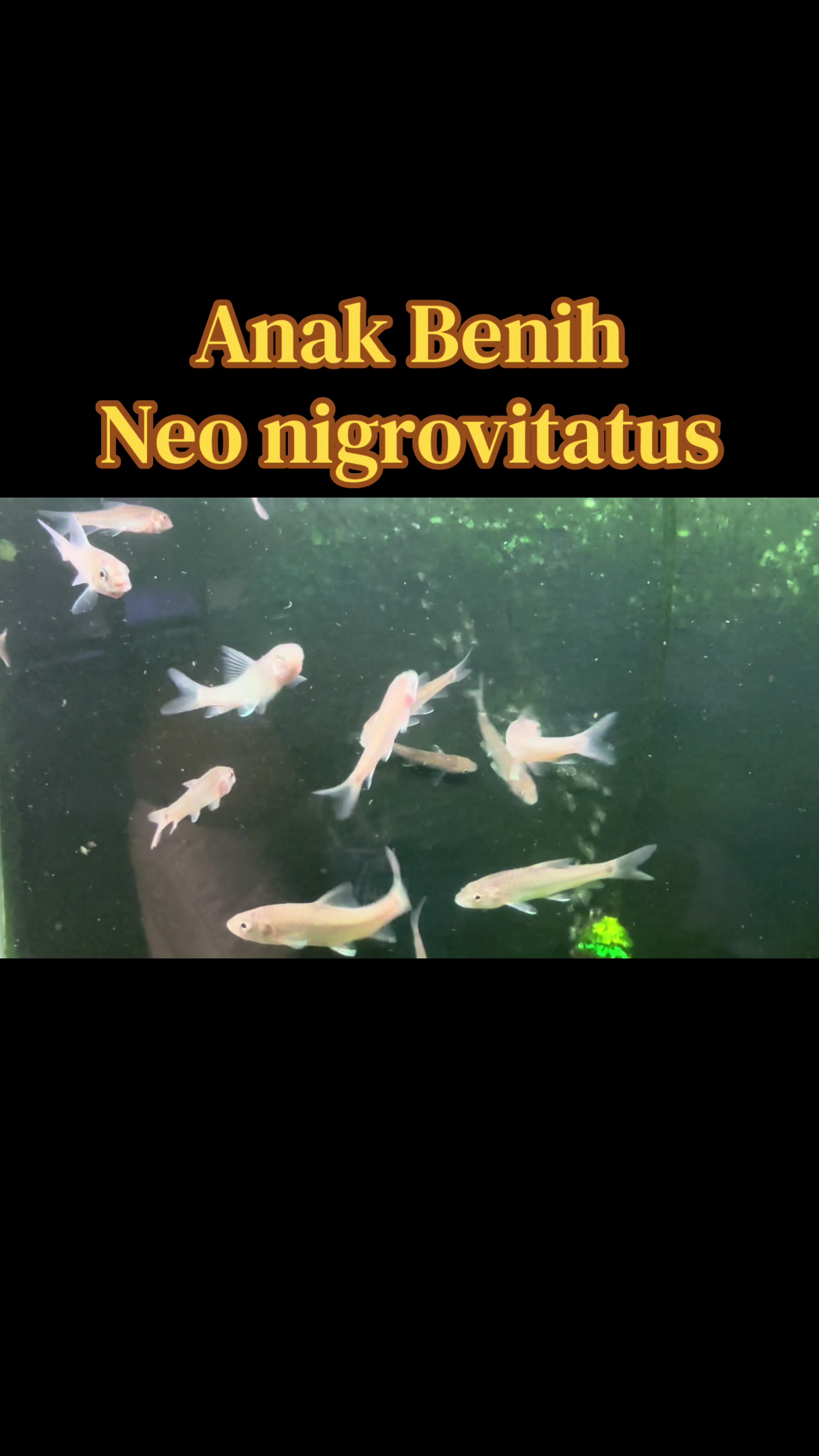 @Din_BB Aquatic