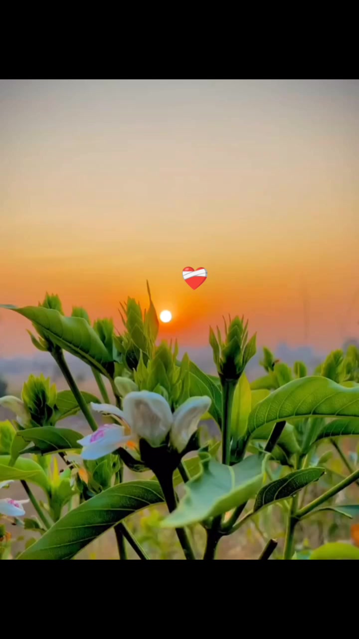 @๐ฏโ๐ชโ๐ทโ๐ทโ๐พโโค๏ธ๐ฉน