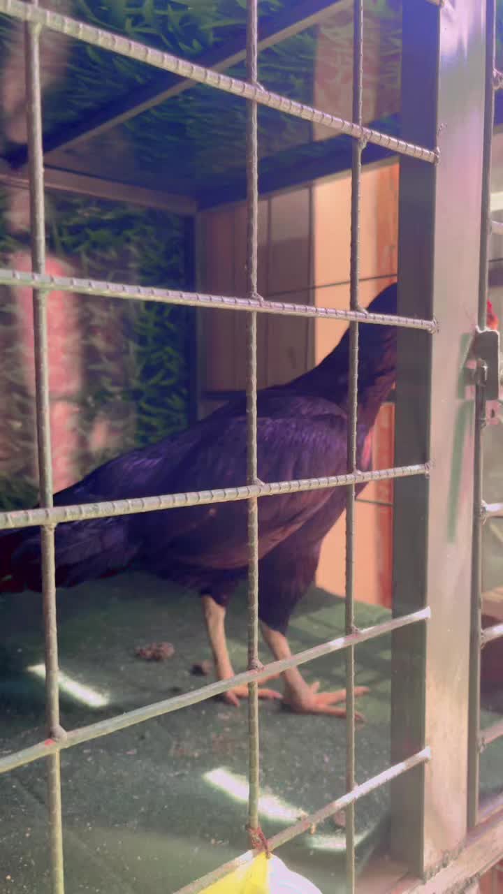 @🦅Home Breed Aseel 🦅