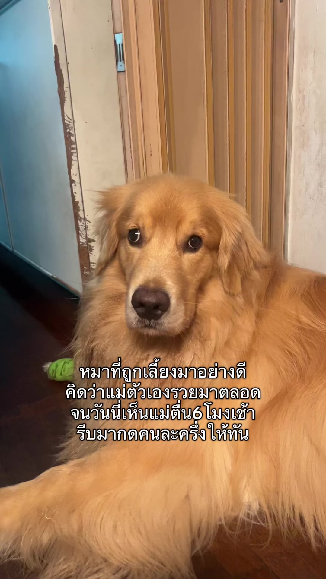 @ตินติน โกเด้นตาเหล๋