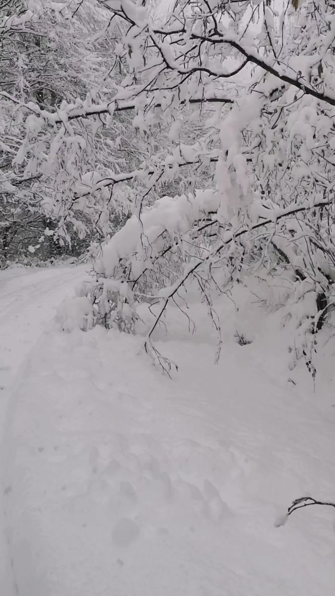 @Zoğa