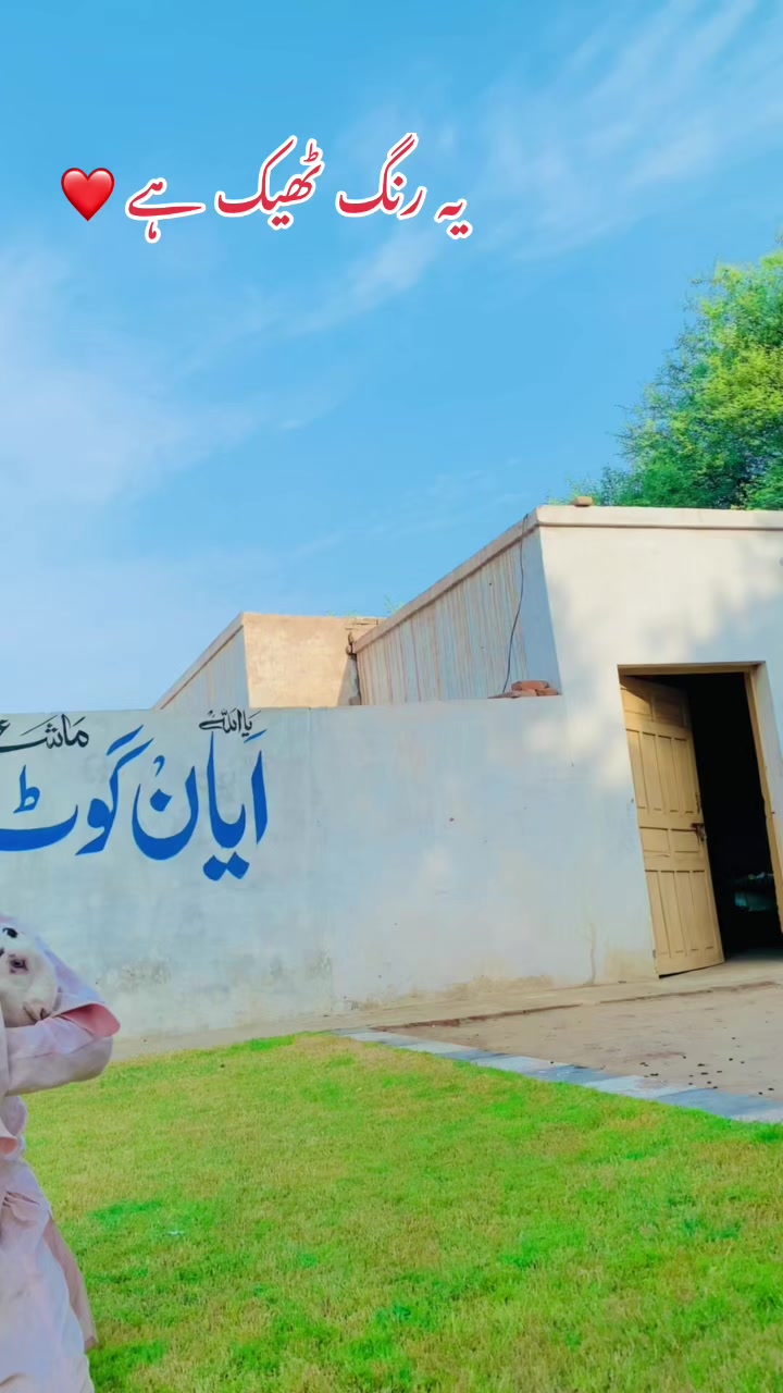 @Ayyan goat