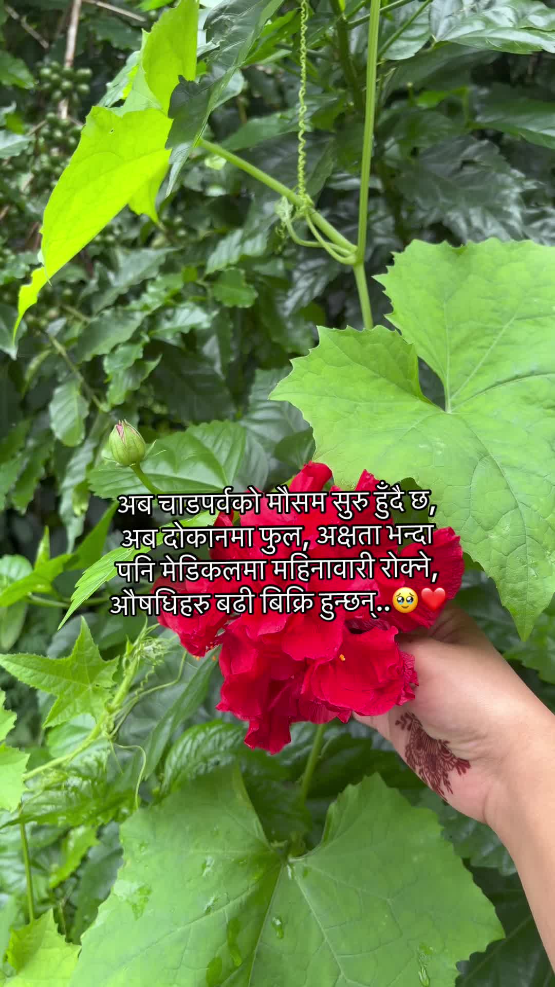 @🍃