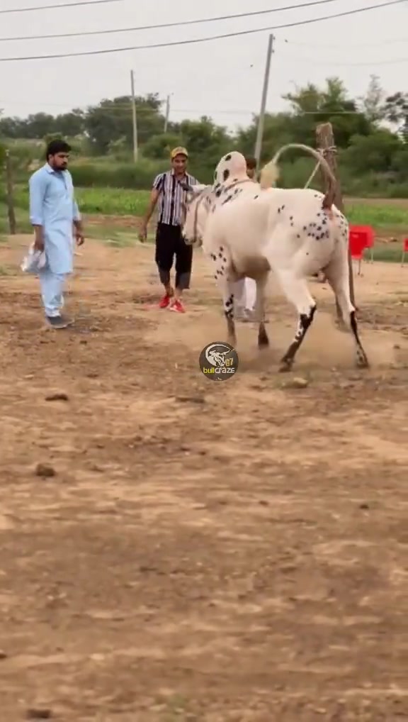 @G7 BULL CRAZE