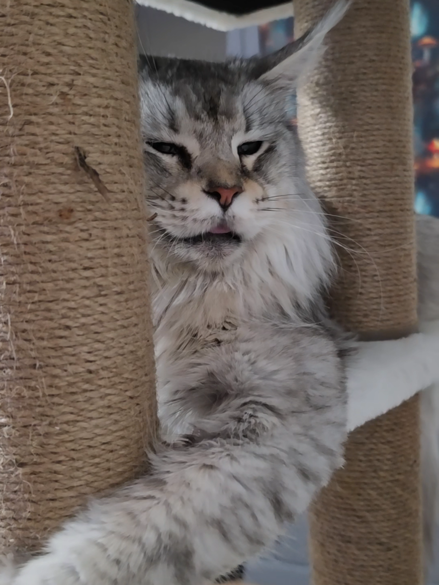 @Peaky Claws Cattery