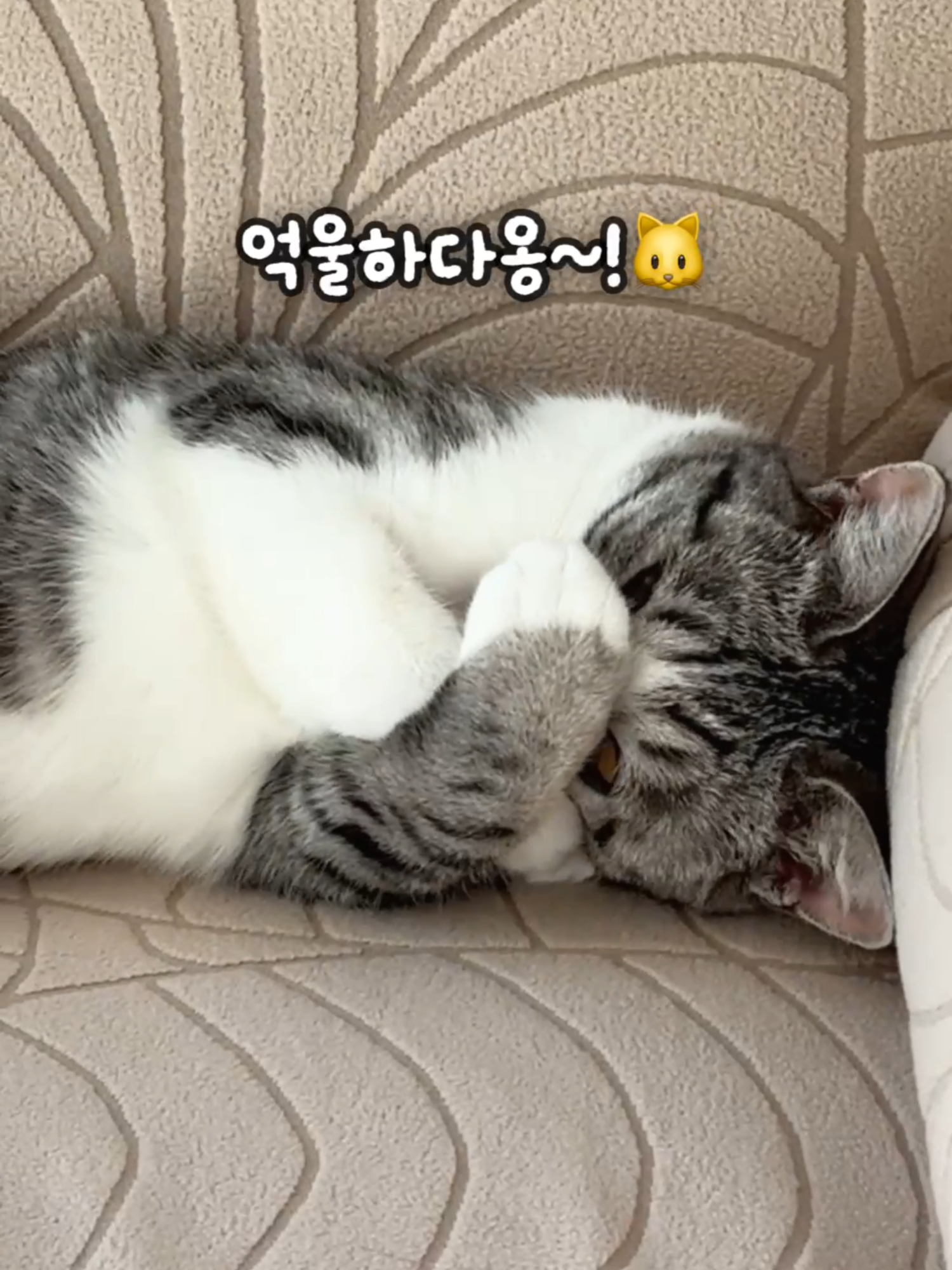 @투머치냥즈