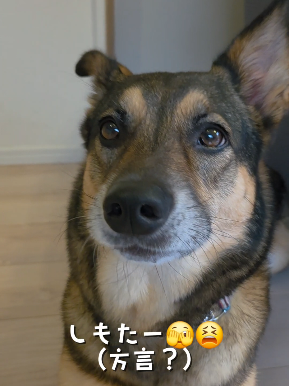 @雑種犬 𖹭 保護犬まる🐶🇺🇸🇯🇵