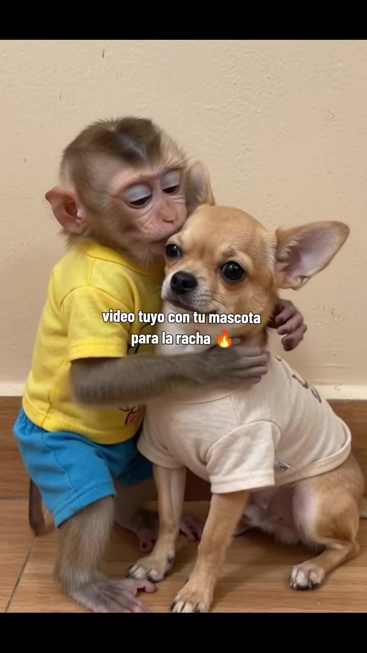 @RabPesito 🔥
