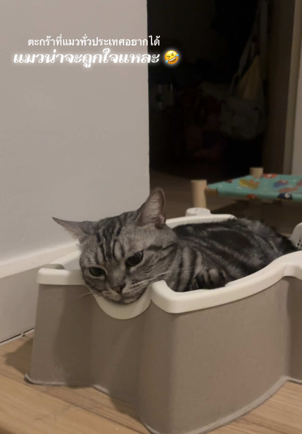 @Meowtiverse