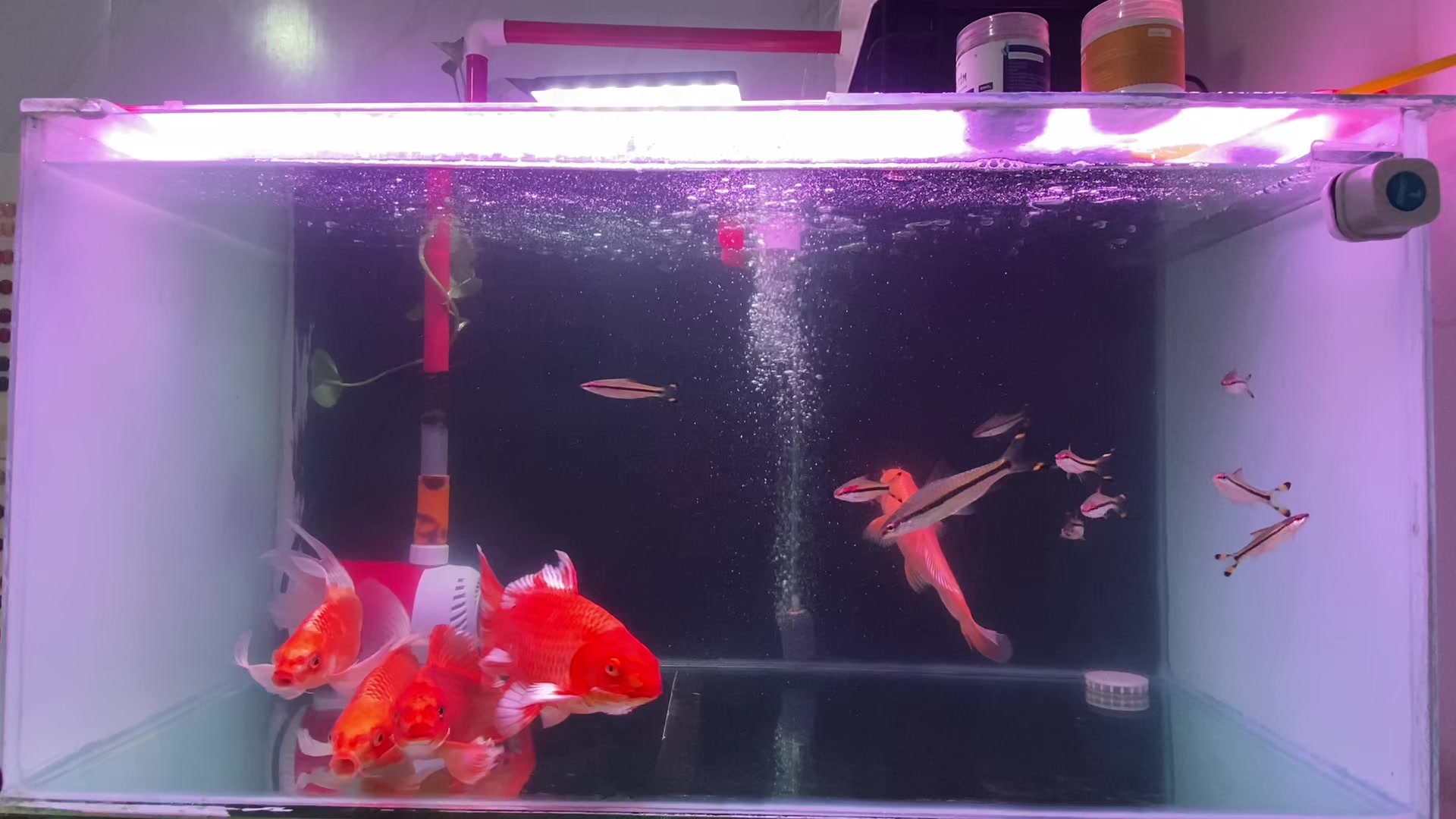 @⚜️ Tài xế nuôi Pet ⚜️