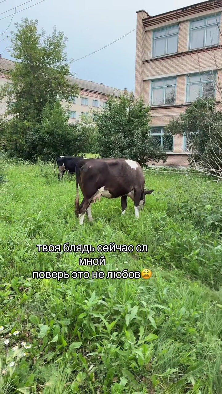 @svetliy