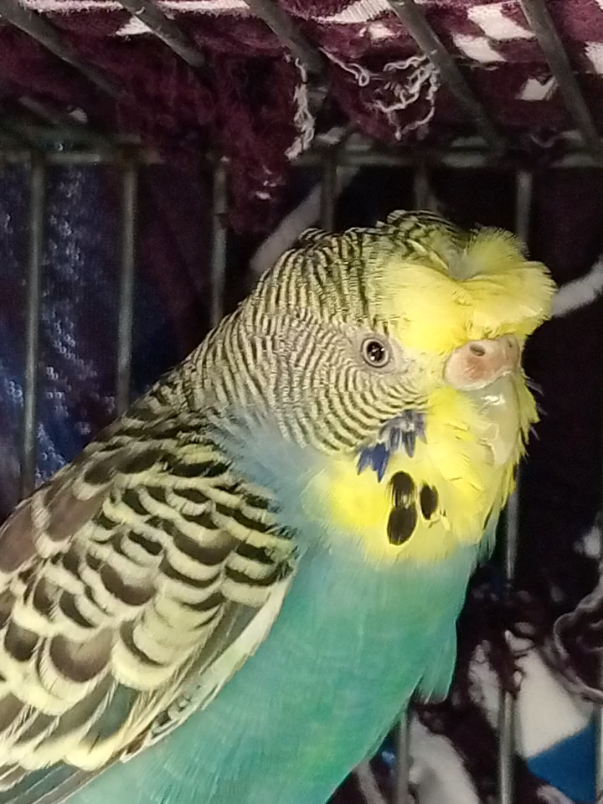 @AviarioRey45🇲🇽