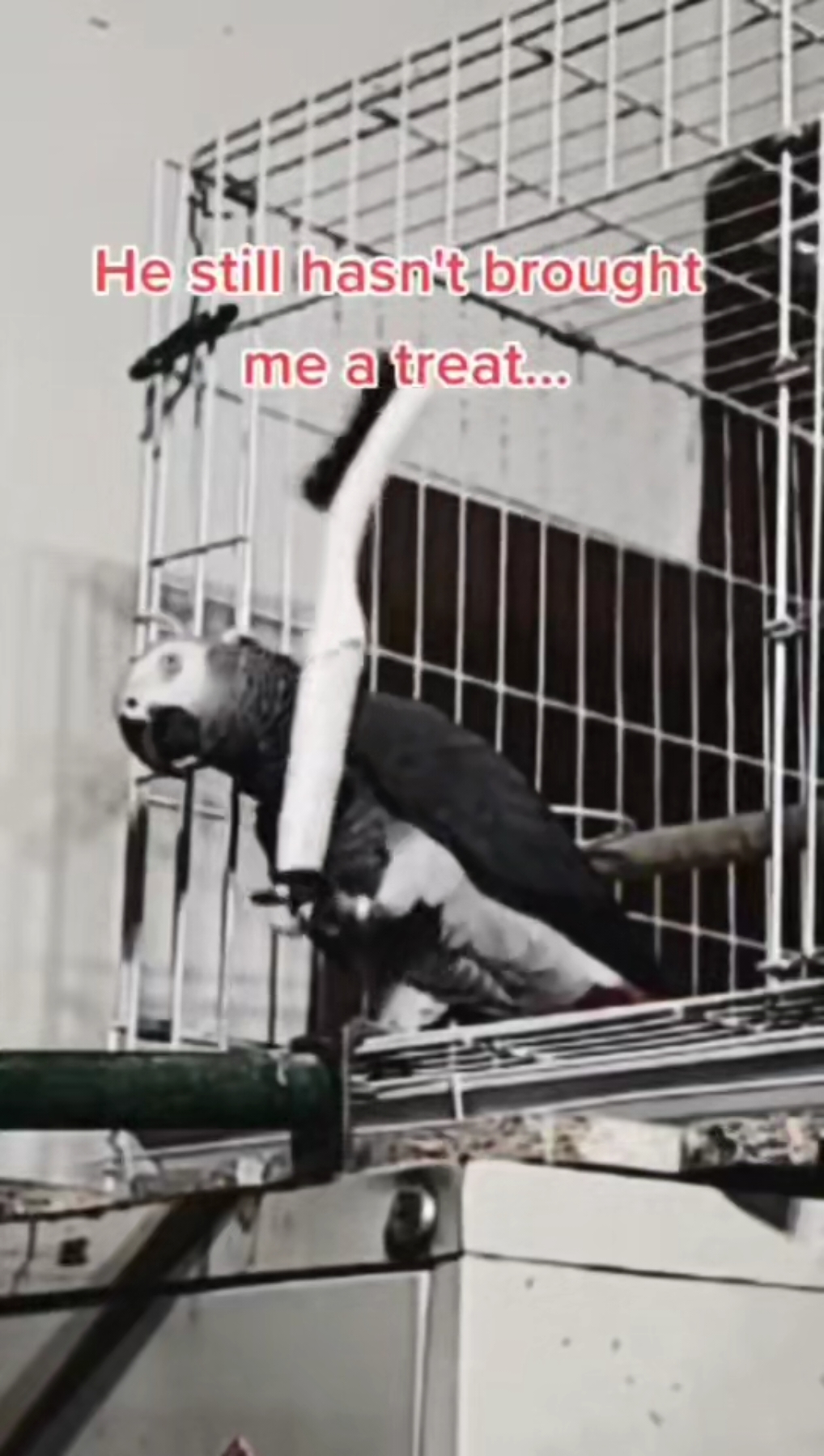 @QbertBird🦜👀