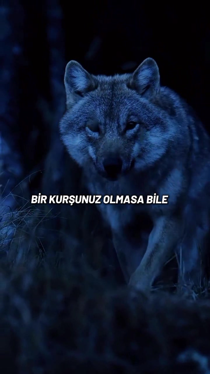 @HAYDAR &Ouml;ZEL