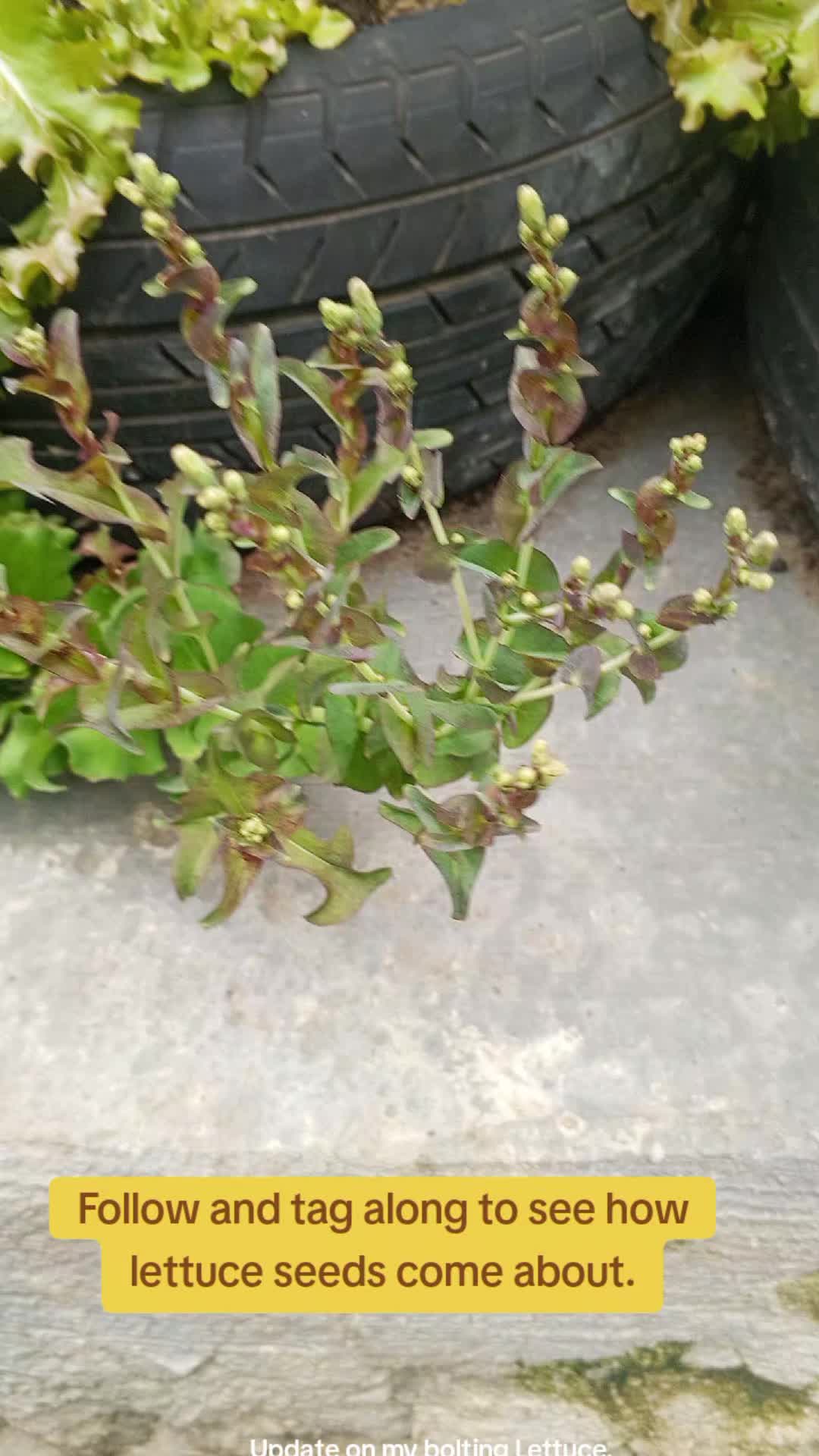 @The GenZ Gardener