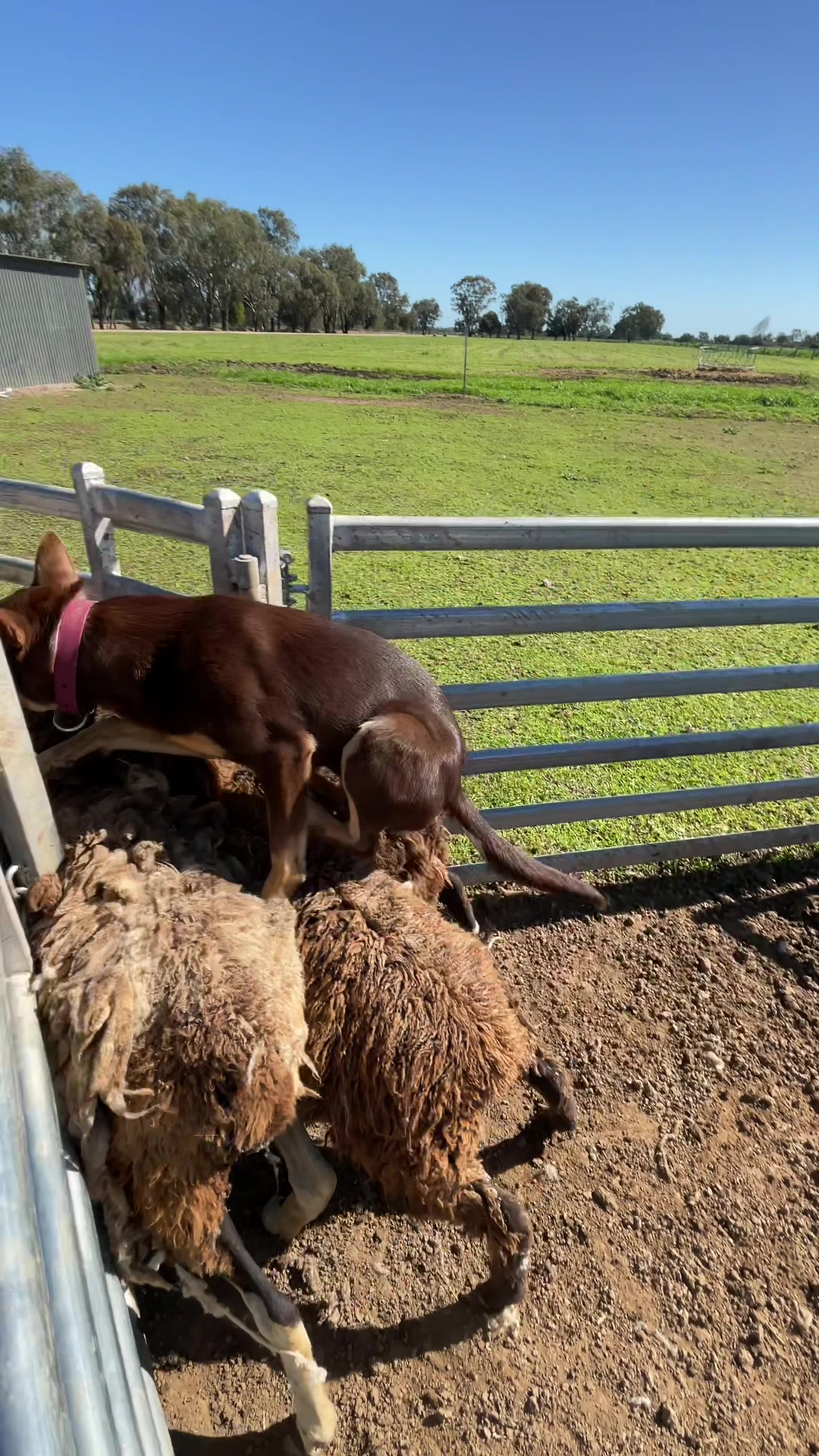 @SouthernDreamin Kelpie stud