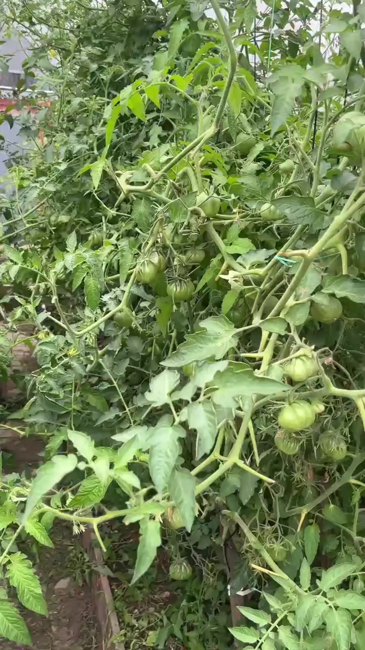 @рыжая бестия