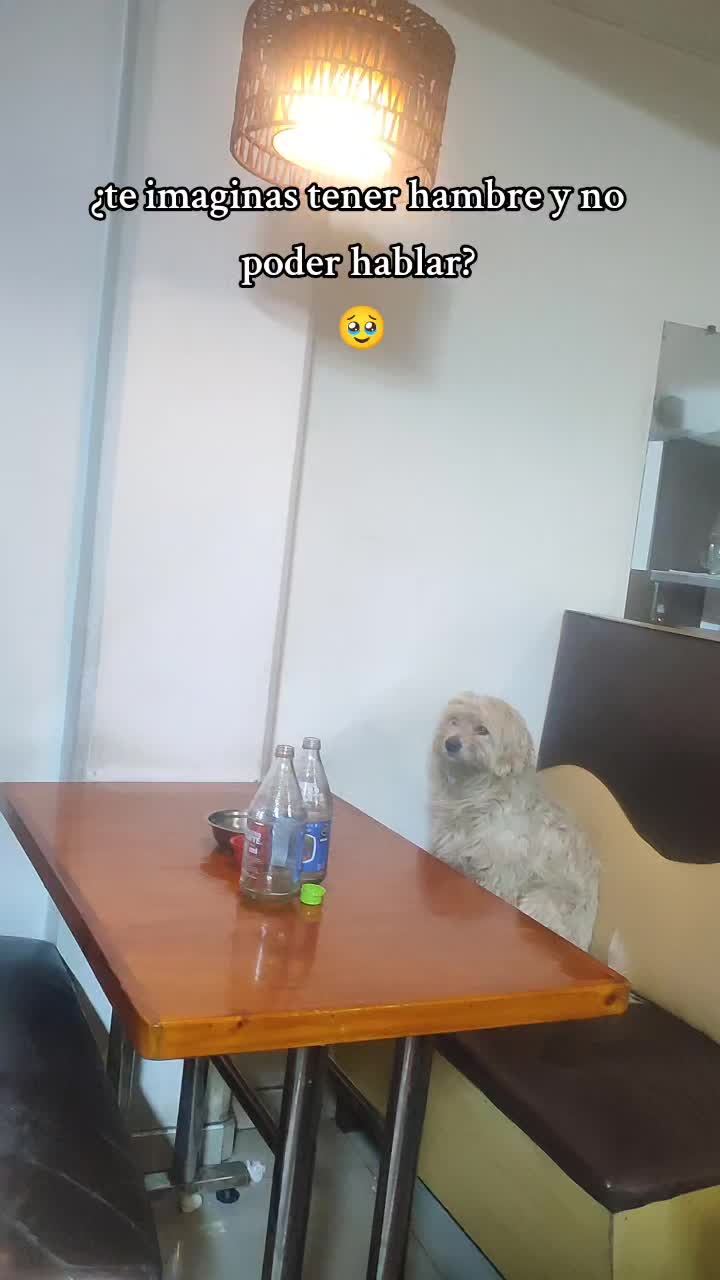 @carlos José