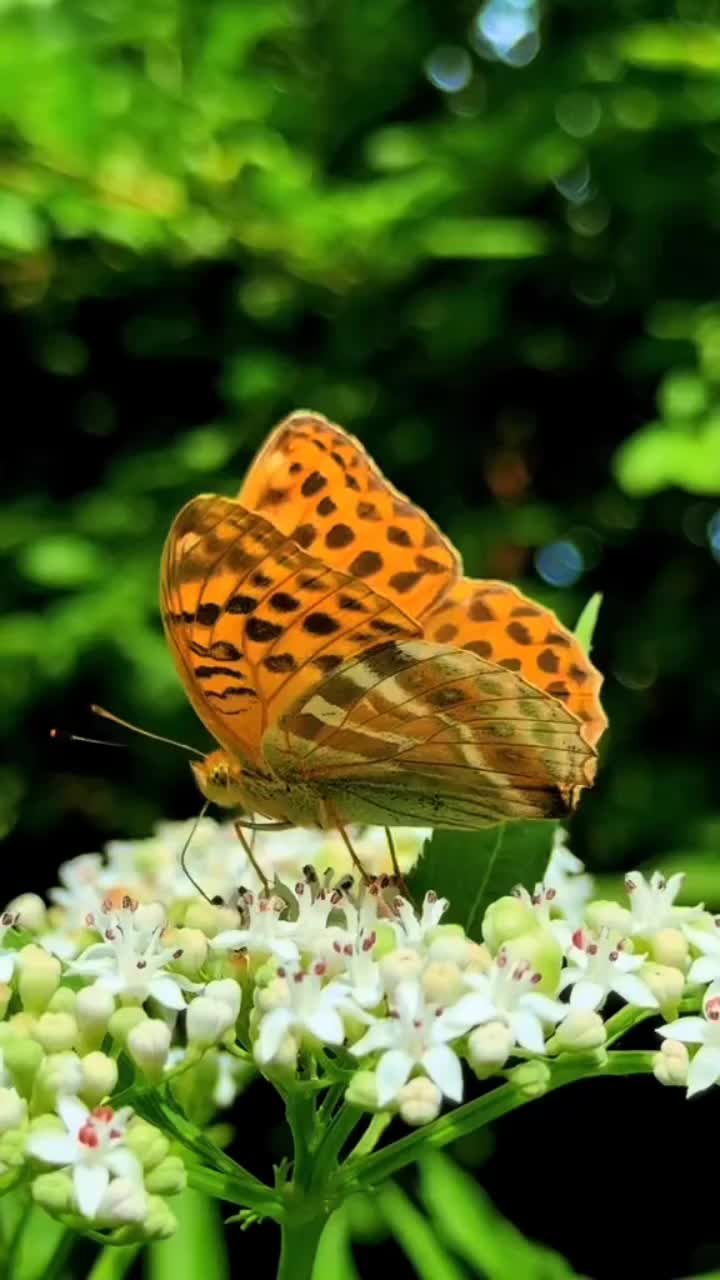@@dewi 888