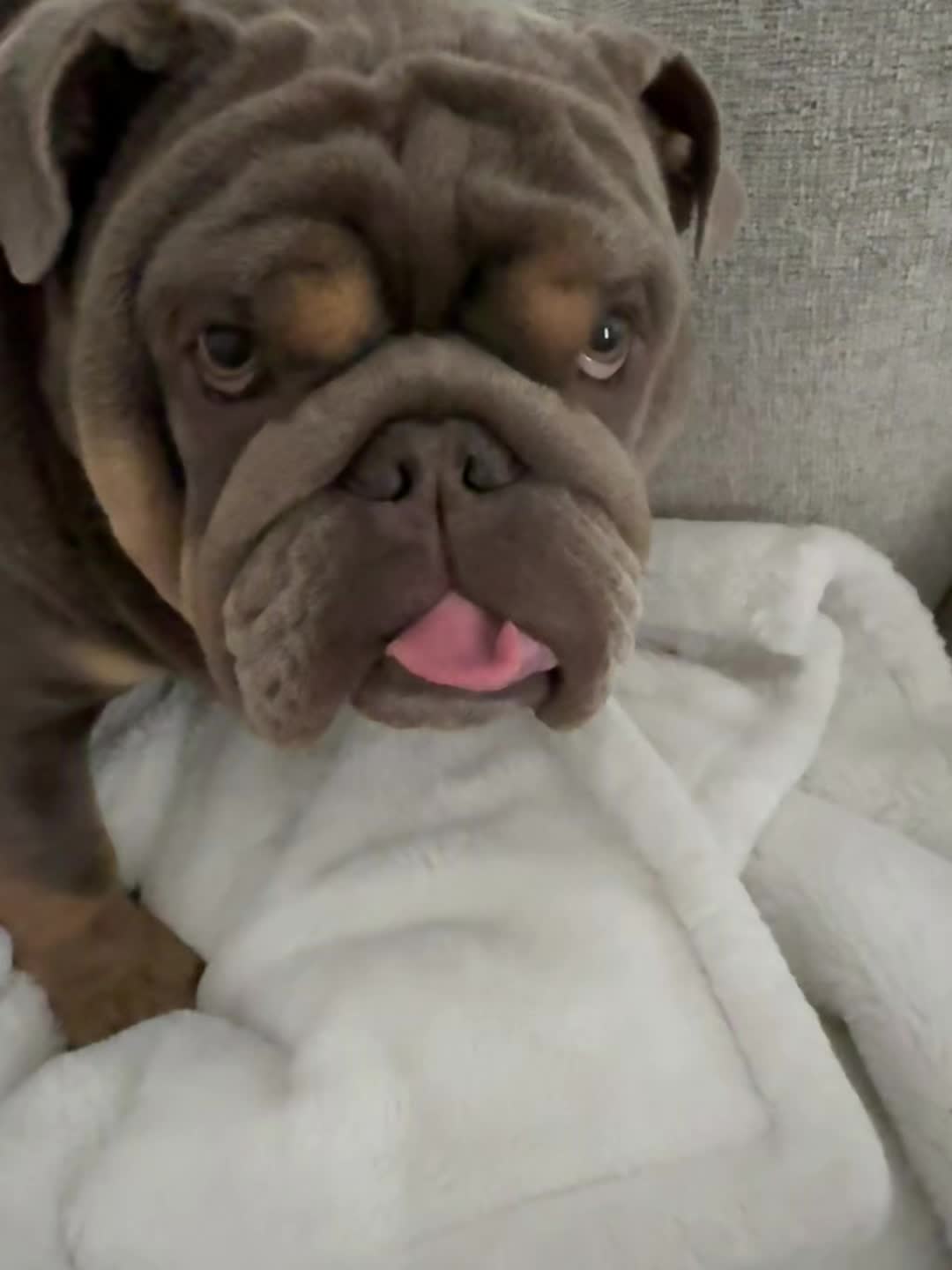 @RawlsTheBulldog
