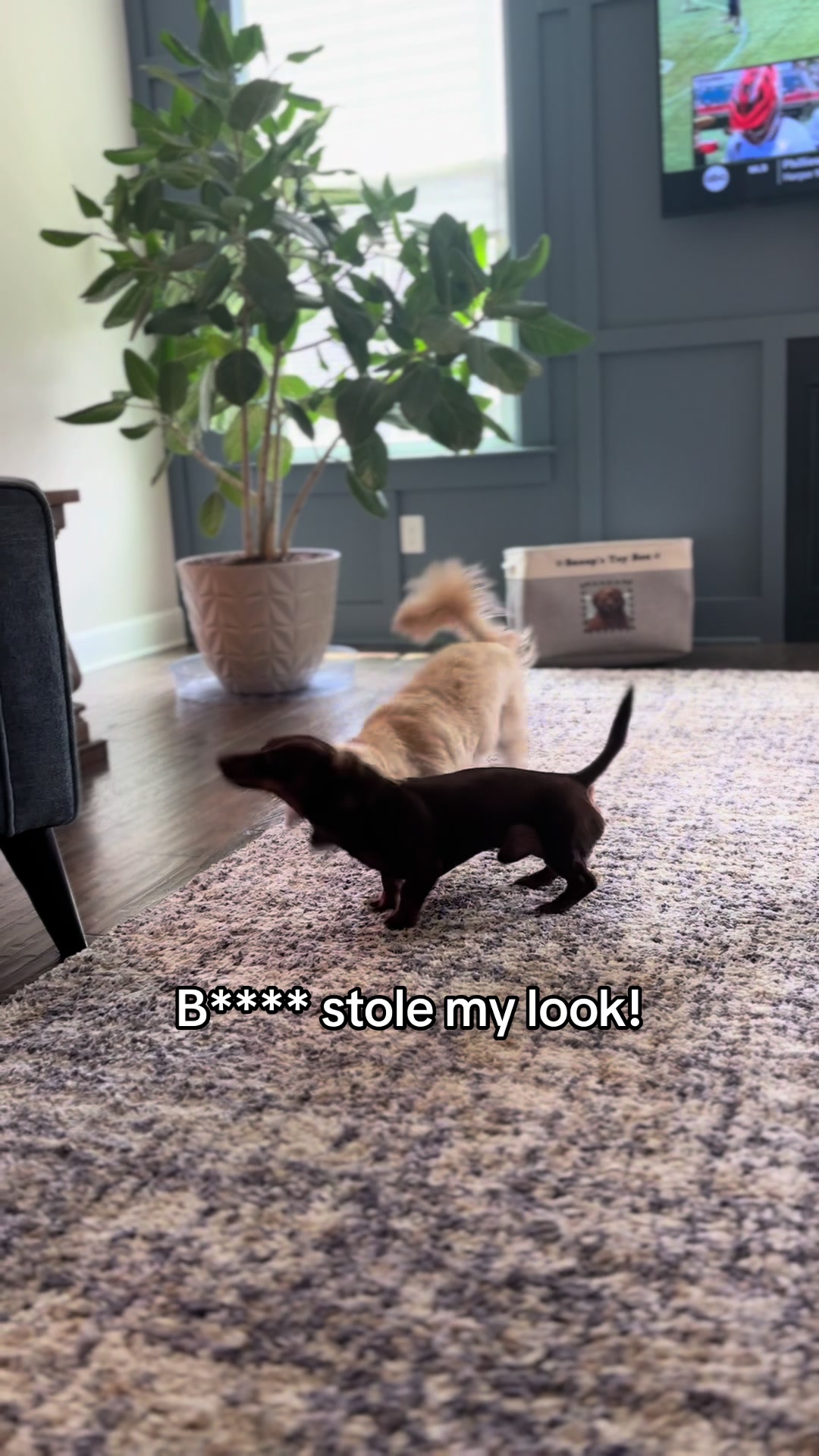 @Willie the Wiener Dog