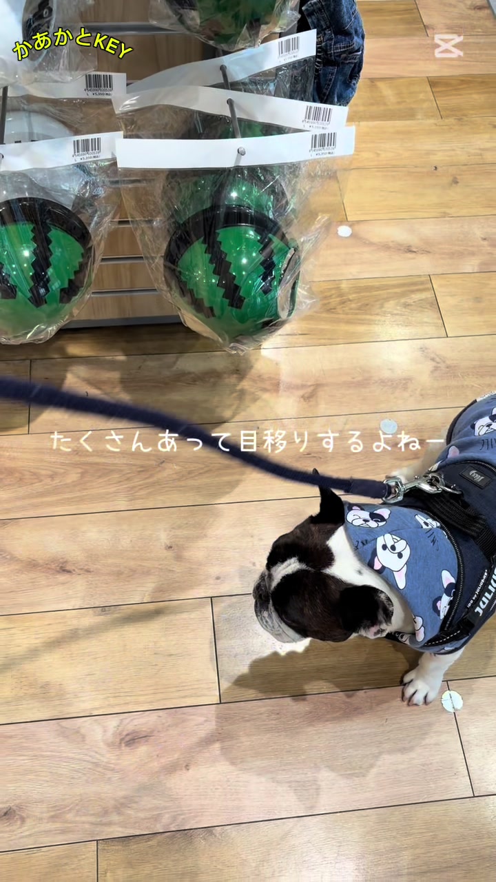 @かあかとKEY フレンチブルドックの日常