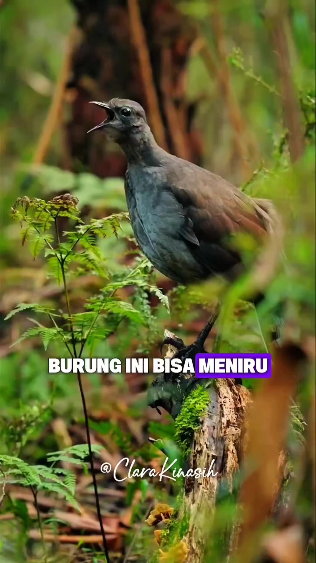 @Clara Kinasih AR