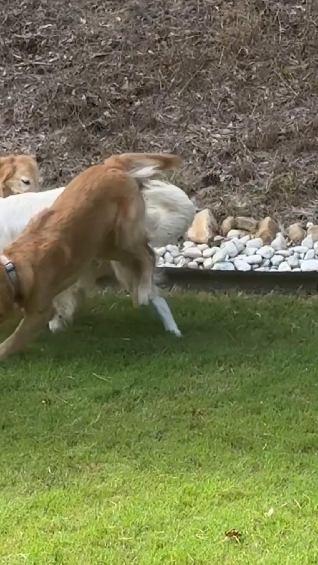 @Charlie the Golden