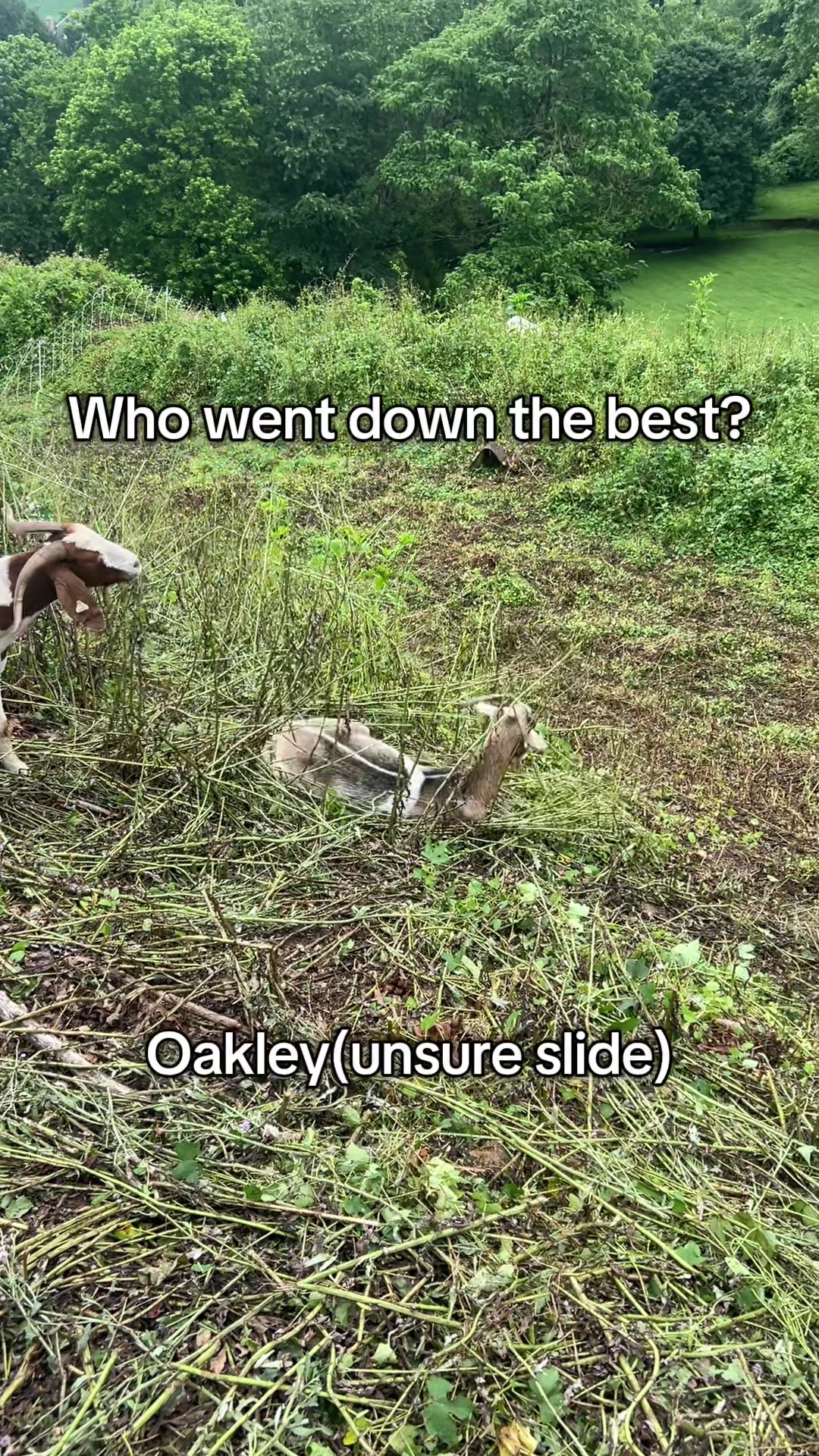 @amazingrazinggoats