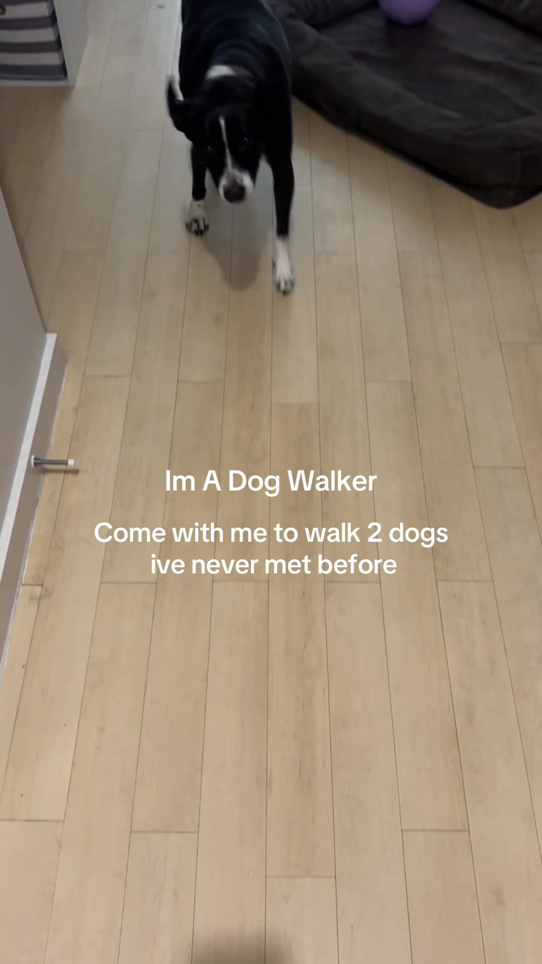 @dallasdogwalker