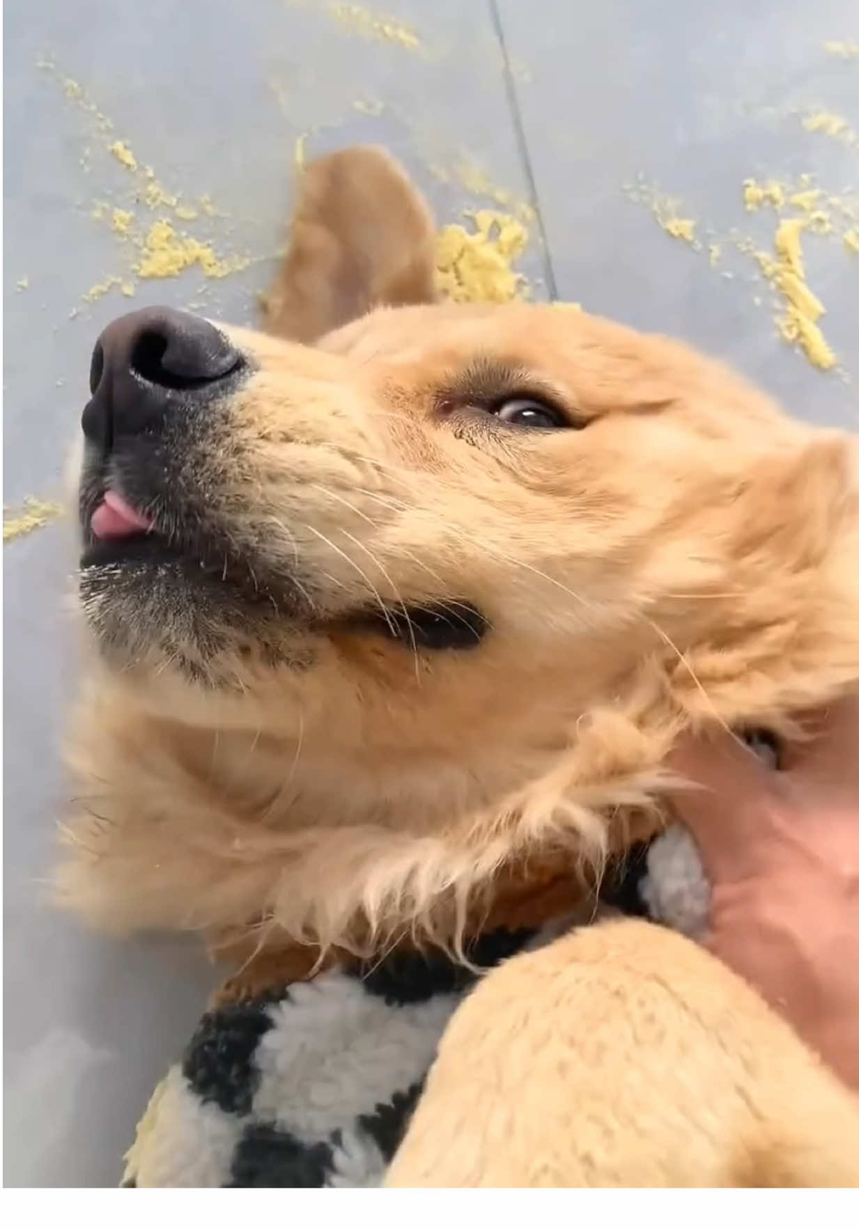 @kolom_golden_retrievers
