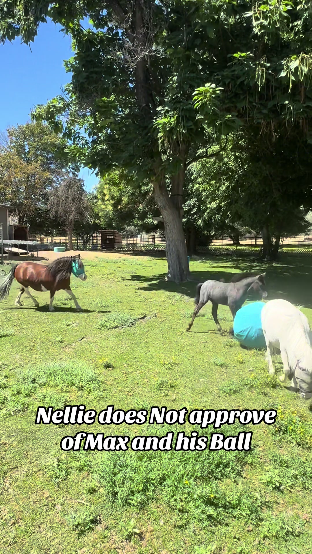 @Hot Sauce the Mini horse 🐎