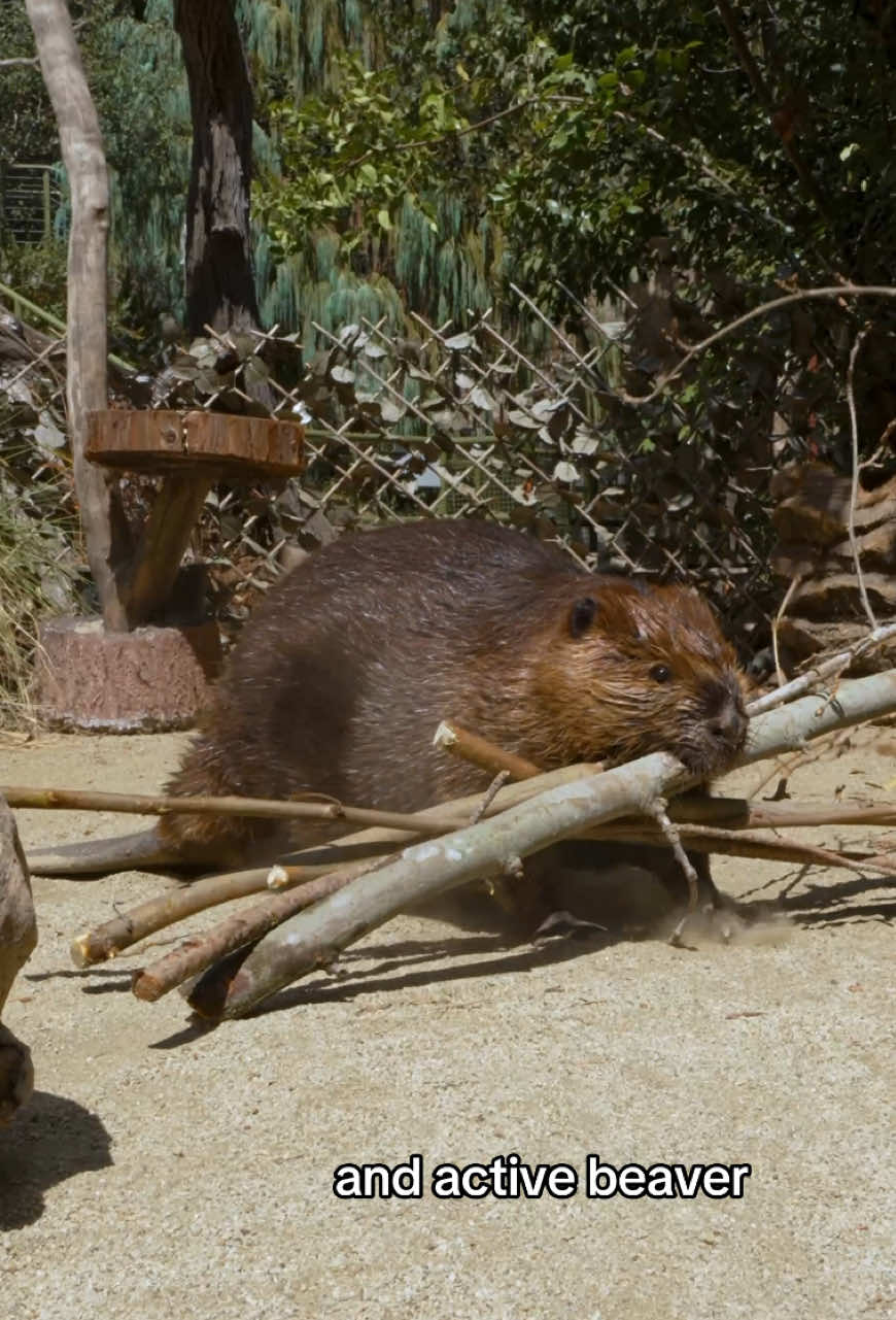 @San Diego Zoo