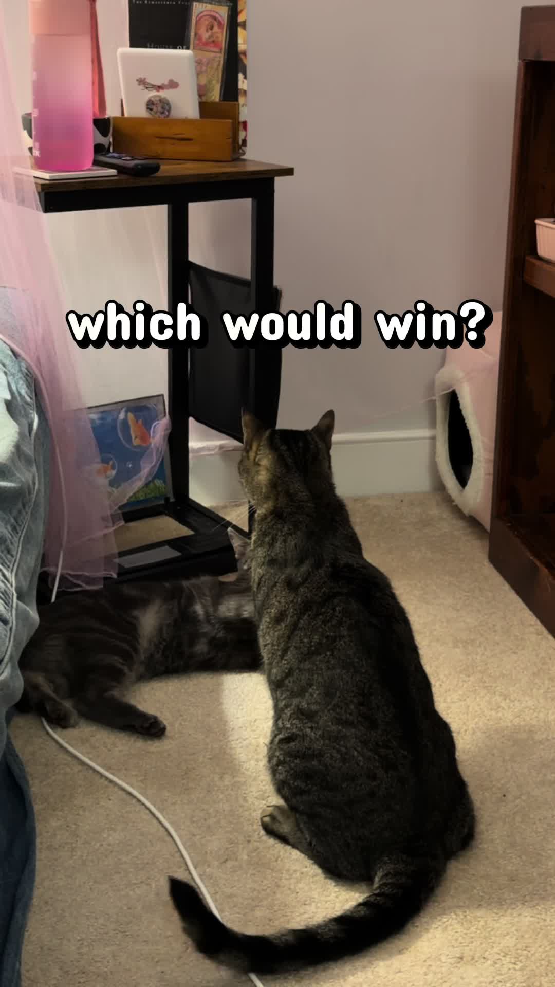 @KittyUsurper