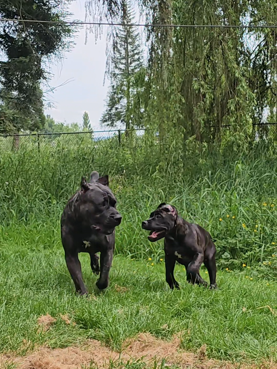 @SalmonCreekCaneCorso