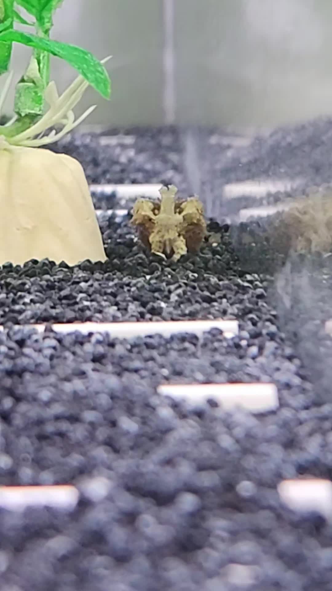 @Cuttle Aquarist