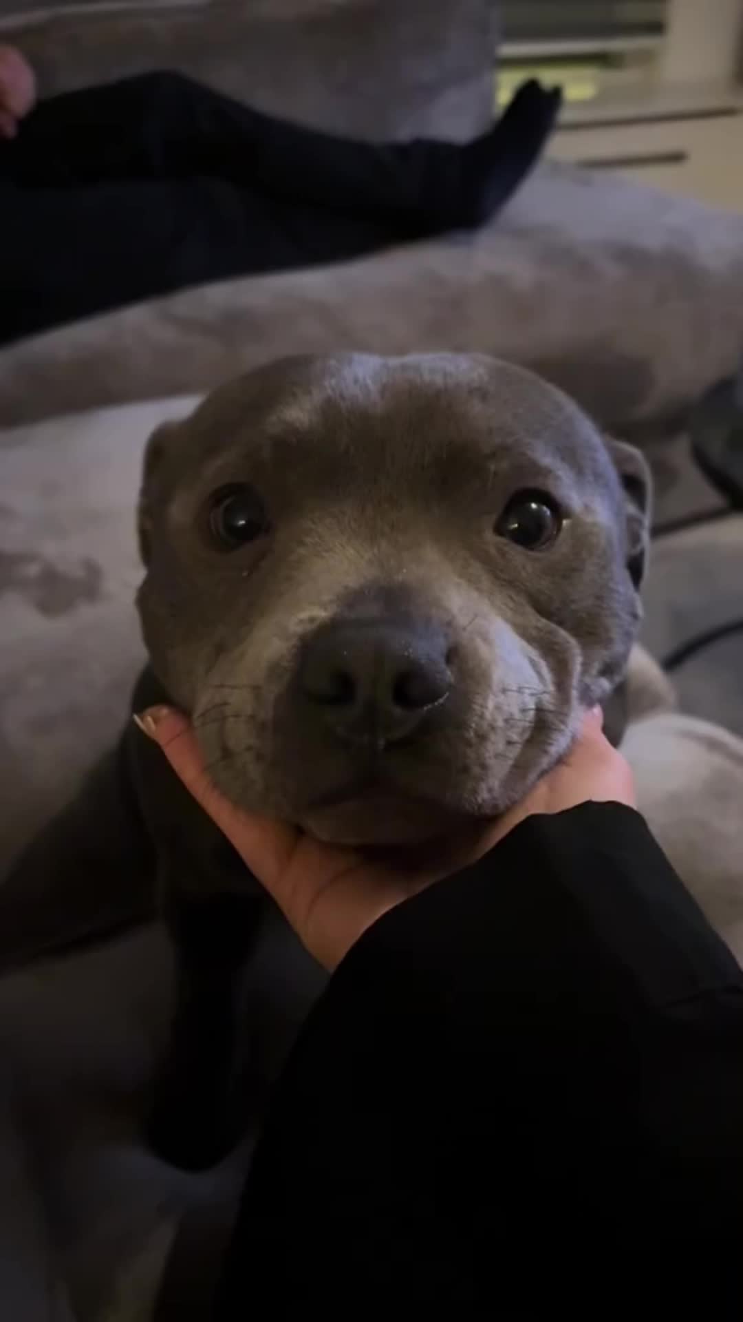 @PawblemsDaily