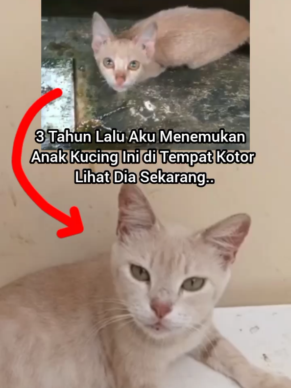 @Kucing Rumah Ronal